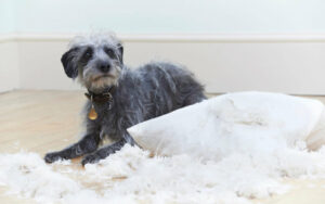 Grey dog with separation anxiety by ripped up pillow.